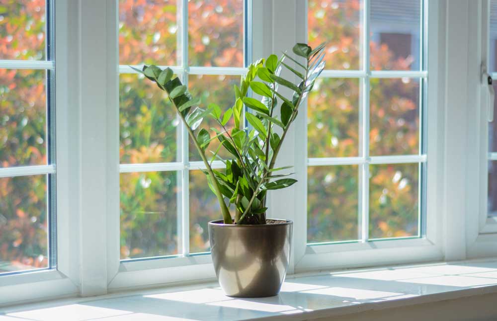 Een ideale plek voor planten: de vensterbank