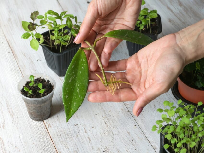 Planten stekken doe je met dit 4-stappen plan