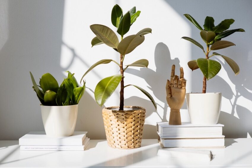 Je huis stijlvol inrichten met planten? Zo doe je het!