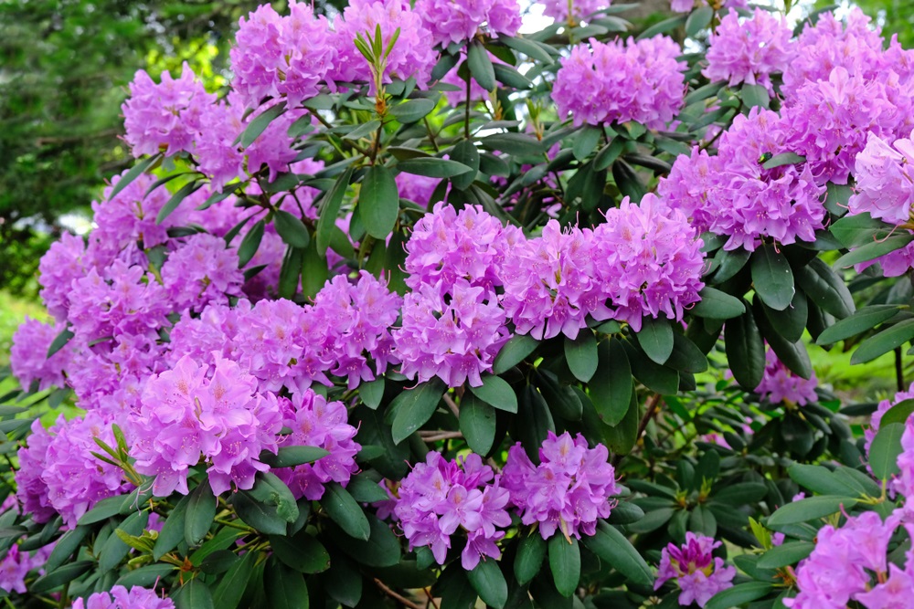 Unieke kenmerken van Rhododendronhagen